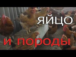 Инкубационное яйцо и породы кур | Породы кур в нашем хозяйстве