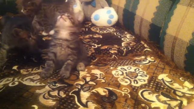 Маленькие и смешные наши коты 06 смотреть онлайн