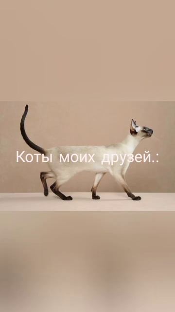 #мемы #приколы #коты #cat #cute Пов коты: (Фотки из интернеета) смотреть онлайн