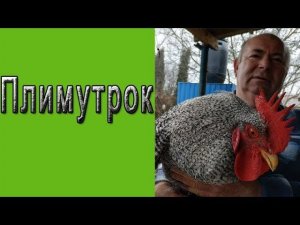 Плимутрок l Порода кур Плимутрок