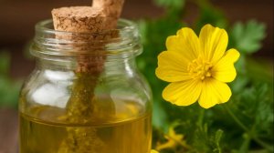 Как приготовить сок, настойку и отвар из чистотела?