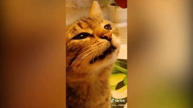110 СЕКУНД ЛУЧШИХ ПРИКОЛОВ! МЕГА ПОДБОРКА РЖАЧА ЗА ОКТЯБРЬ 2019 НАЧНИ УЛЫБАТЬСЯ ПРЯМО СЕЙЧАС ЧАСТЬ смотреть онлайн