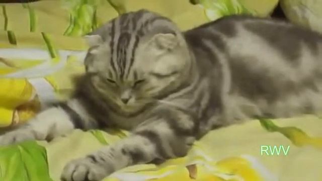 Вот Это просто ХИТ года Уржаться не встать смотреть онлайн