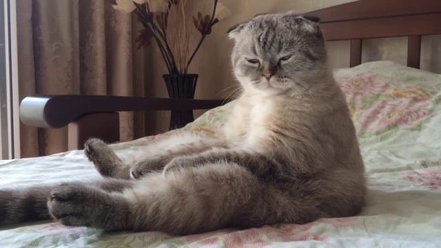 Кот устал после трудовой недели смотреть онлайн