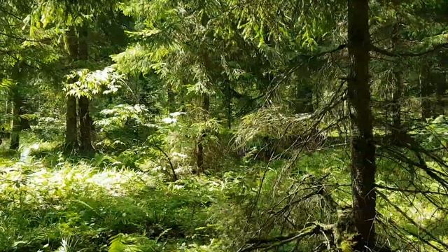 Лес, грибы, ньюф смотреть онлайн