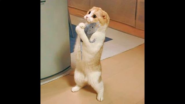 Смешные ролики про котов до слез 2019 - Смешные кошки МатроскинТВ смотреть онлайн