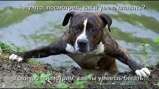 Котоматрица Приколы про кошек Выпуск 2 смотреть онлайн