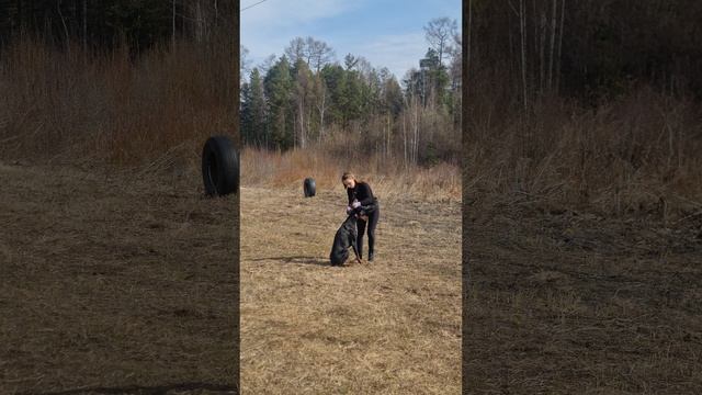 дрессировка собак #доберман