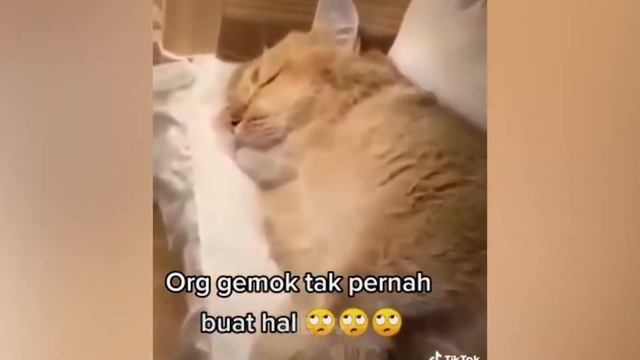 Самые Смешные Кошки - Лучшее Из Смешных Видео С Животными 2021 Года #20 смотреть онлайн