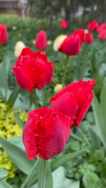 Тюльпаны просто огонь и лед