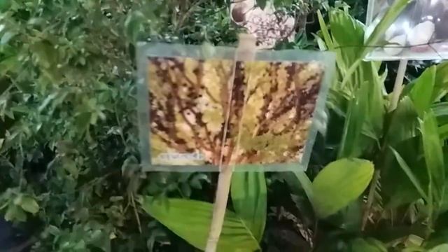 Ярмарка цветов в Краби (часть 1) смотреть онлайн