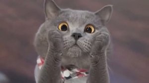 Приключения кота Мурзика