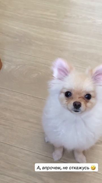 А Как же Я? Тортик и шпиц ЮМИ. смотреть онлайн