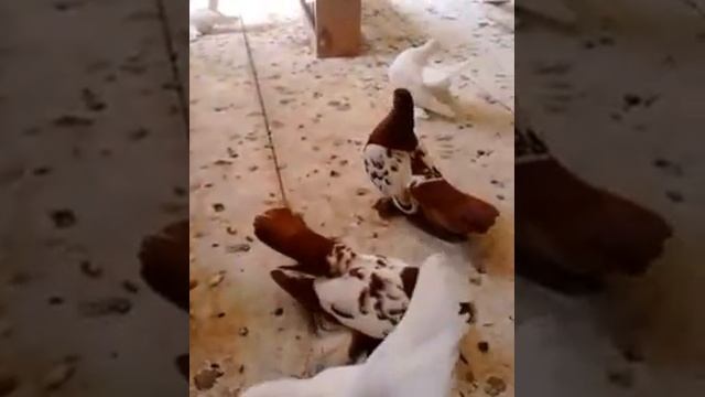 голуби Тюмени смотреть онлайн