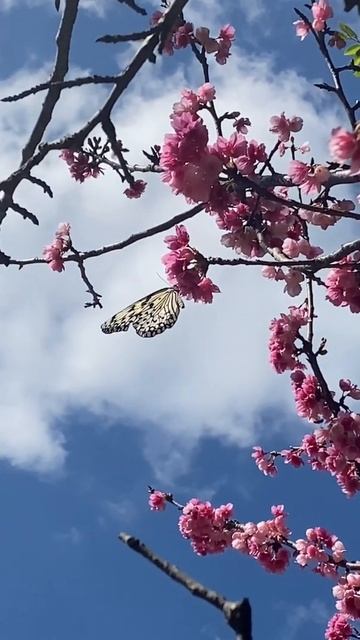 Pink Sakura 🌸 Okinawa!!