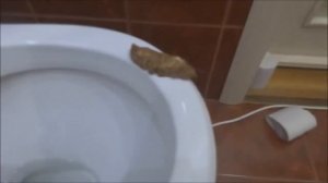 пранк над сестрой съел какашку