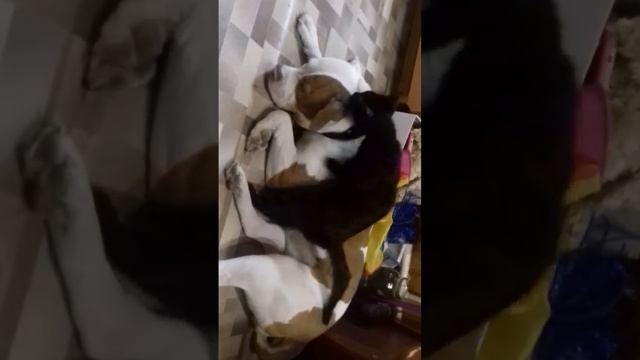 Собака убийца и кот массажист смотреть онлайн