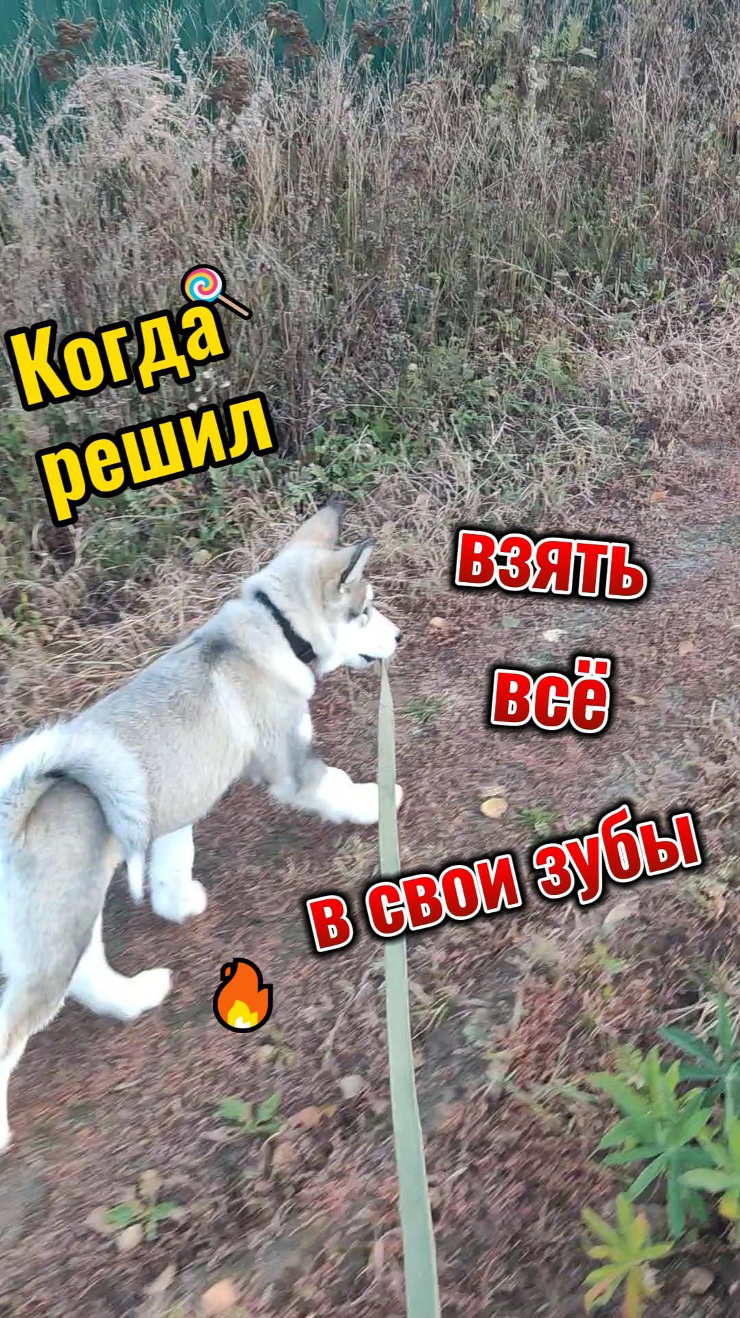 сам себя выгуливает