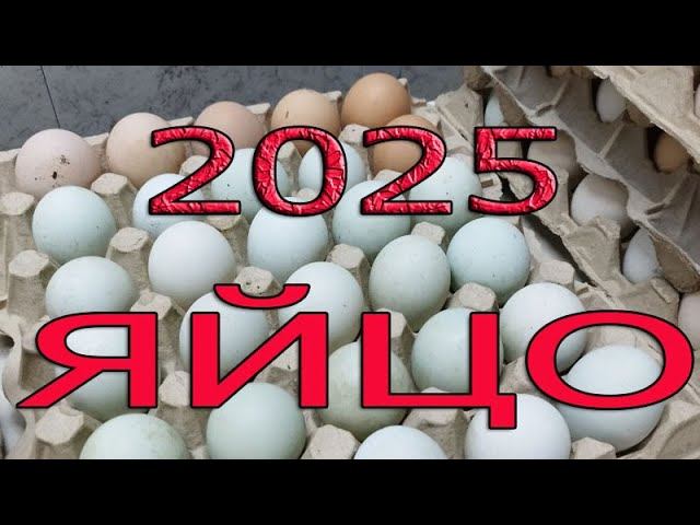 Инкубационное яйцо 2025 г