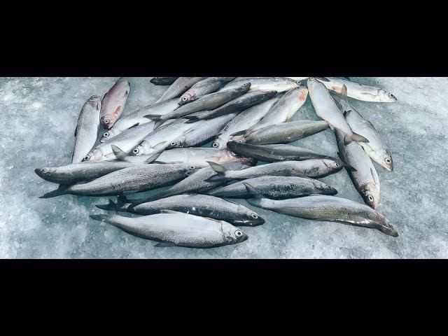 Увильды 17декабря рыбалка  на рипуса!