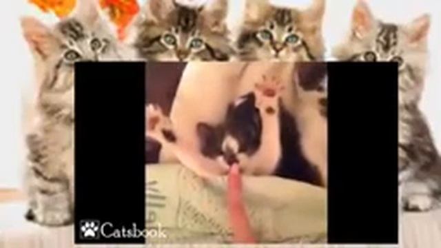 Funny and comical cats Смешные кошки Part04 Прикольная подборка Смотреть смешные видео смотреть онлайн