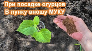 В лунку при высадке Огурцов внесите эту МУКУ. Увеличиваем урожай и помогаем огурцам в росте.