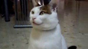 Кот говорит слово "МАМА"! Мега ПРИКОЛ!!