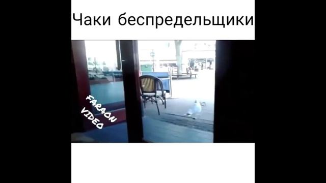 САМЫЕ ЭПИЧНЫЕ ПРИКОЛЫ КОТОРЫЕ ВЗОРВАЛИ ИНТЕРНЕТ 9 смотреть онлайн