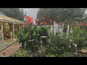 Роскошные цветы Каны - выращивание в средней полосе России.