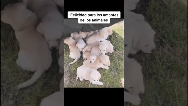 СМЕШНЫЕ КОТЫ И СОБАКИ ИЗ ТИК ТОК #12 смотреть онлайн