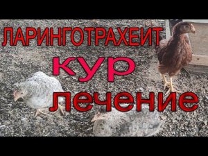 Ларинготрахеит кур | Лечение