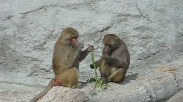 Hamadryas Baboon Pisze and Babóca (Budapest Zoo) смотреть онлайн