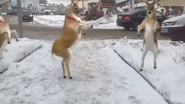 Прикол с оленями))) смотреть онлайн