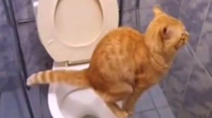 Как срать в туалете,кот срет)