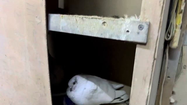 В гостях у голубевода дед Хасана, битые высоколётные игровые голуби.город Душанбе Таджикистан. смотреть онлайн