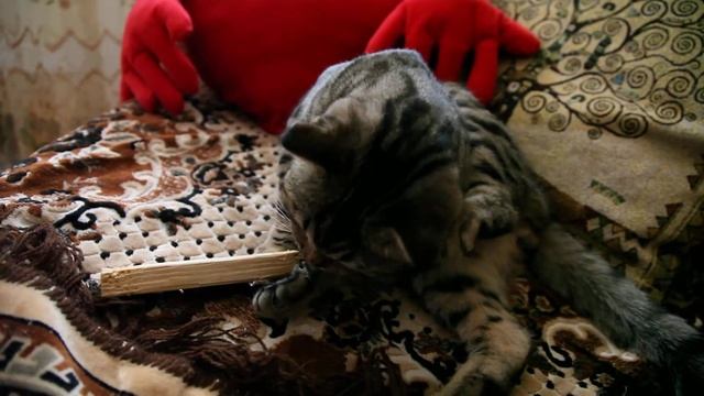 My cat eats a stick (кот ест палку) смотреть онлайн