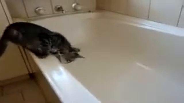 Кошка в ванной смешное видео смотреть онлайн