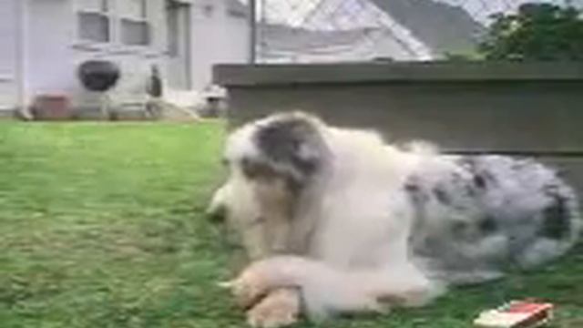 Кавказский Юмор на нее смотреть онлайн