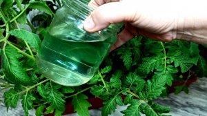 РАССАДА БУДЕТ ТОЛСТЕНЬКАЯ И КРЕПЕНЬКАЯ 100%! НАКОРМИТЕ РАССАДУ В АПРЕЛЕ, МАЕ - ПОДКОРМКА РАССАДЫ