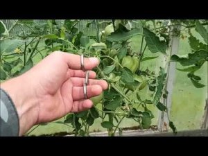 Как НЕЛЬЗЯ обрезать листья у томатов.