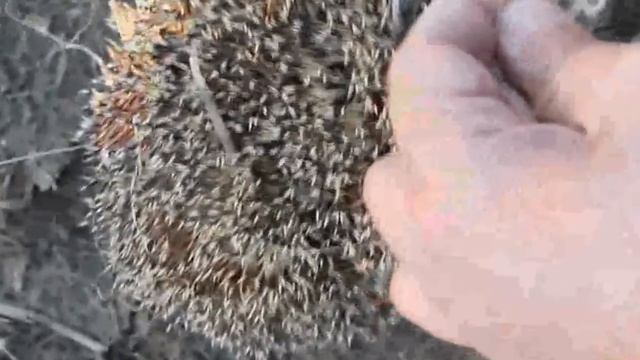 Спасаем Ежика из Сетей смотреть онлайн