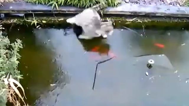 Смешные кошки Кот на зимней рыбалке ! смотреть онлайн