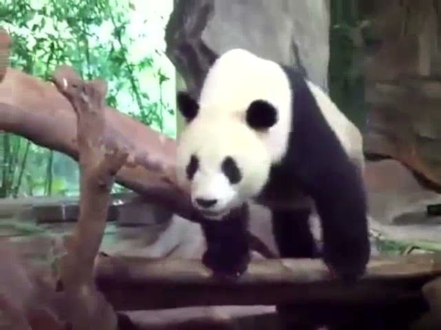 Панда пародирует Зеленого слоника смотреть онлайн