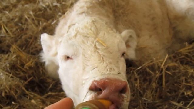 The calf drinks milk. South of France.//Теленок пьет молоко.Юг Франции. смотреть онлайн