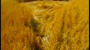 Круги на полях