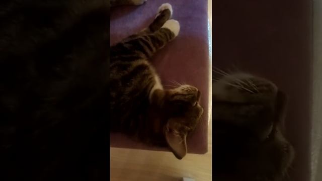 Прикол. кот сдох? Или спит? Оживление мертвеца? смотреть онлайн
