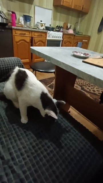 ДжентЕльмен  удачи. 😂😼😂 25.04.25г.