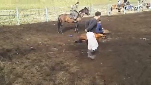 Дикая Лошадь смотреть онлайн