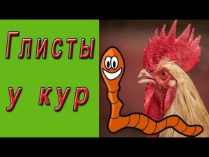 Глисты у кур - первые признаки и лечение.