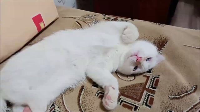 Кот Тимка спит в смешной позе смотреть онлайн